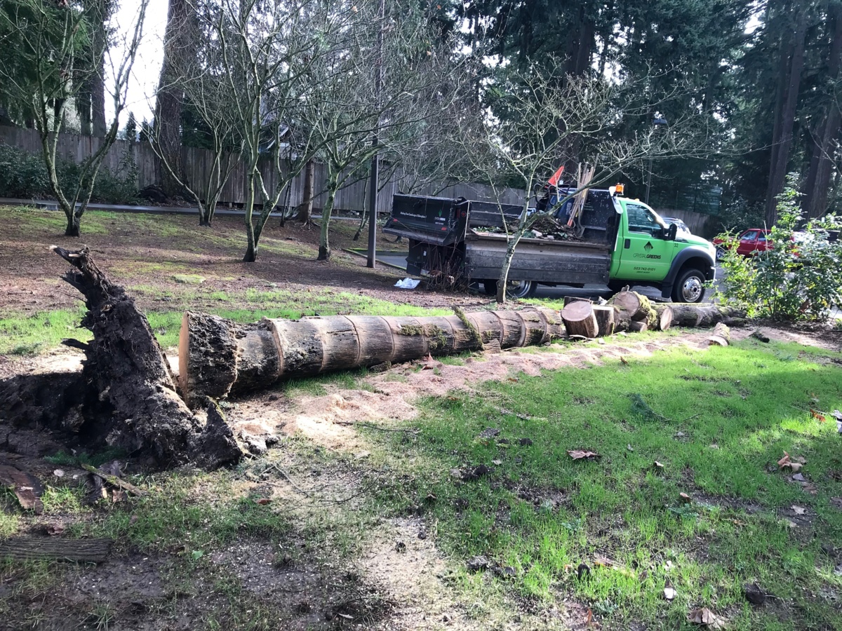 Tree Care Services - Crystal Greens Landscape